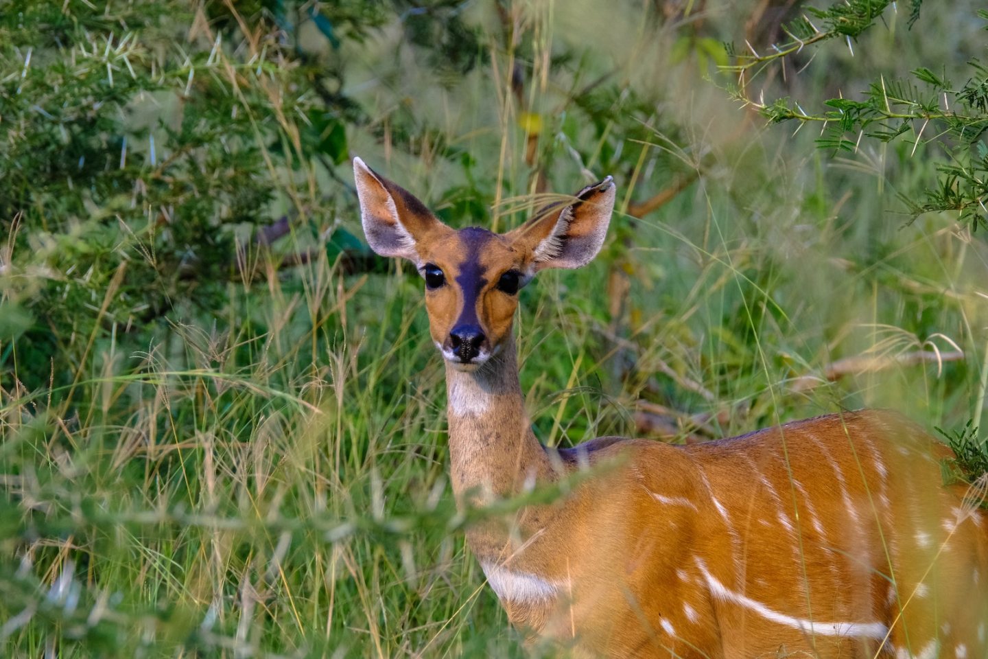 Bushback Antelope