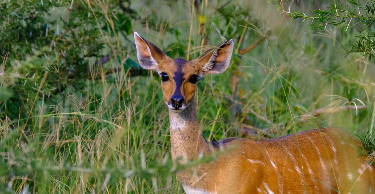 Bushbuck Antelope