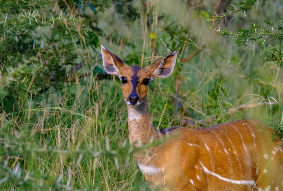 Bushback Antelope