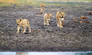 Grazing Safari Package Precise tour Package