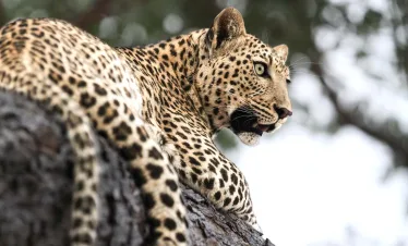 Secret African Fauna Package Precise Tour