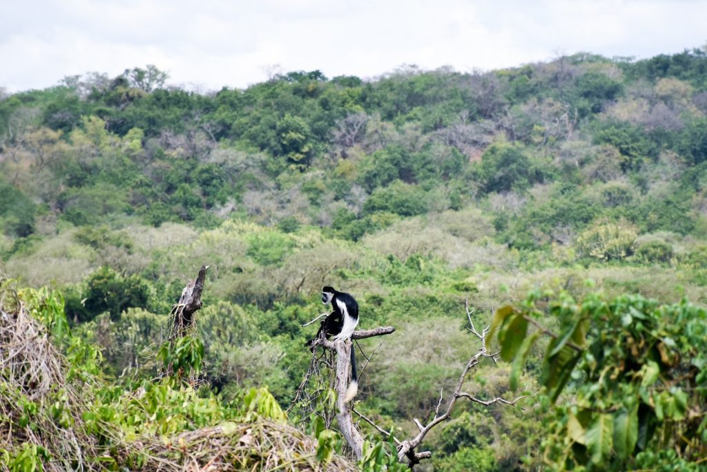 White Colobus Monkey