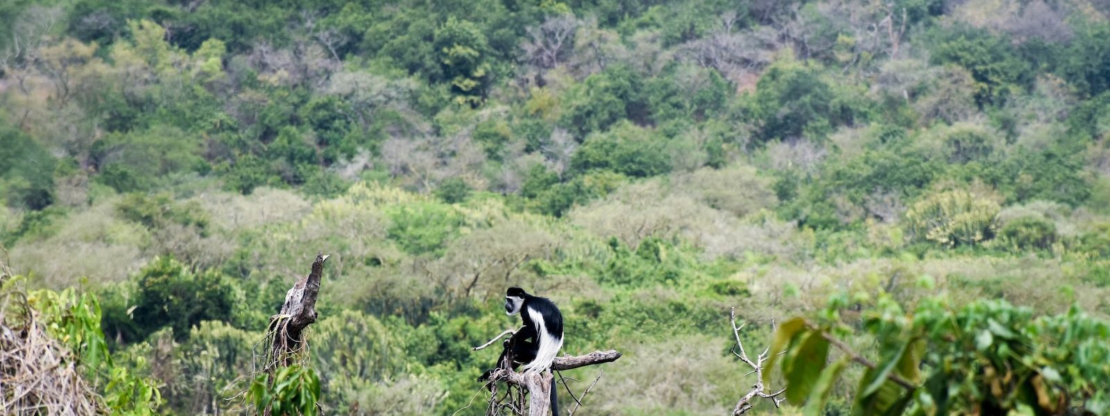 White Colobus Monkey