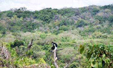 White Colobus Monkey