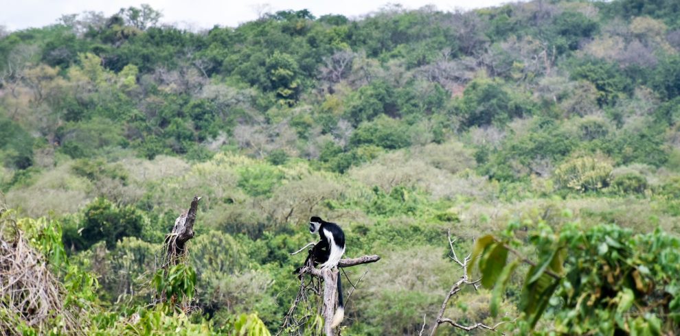 White Colobus Monkey