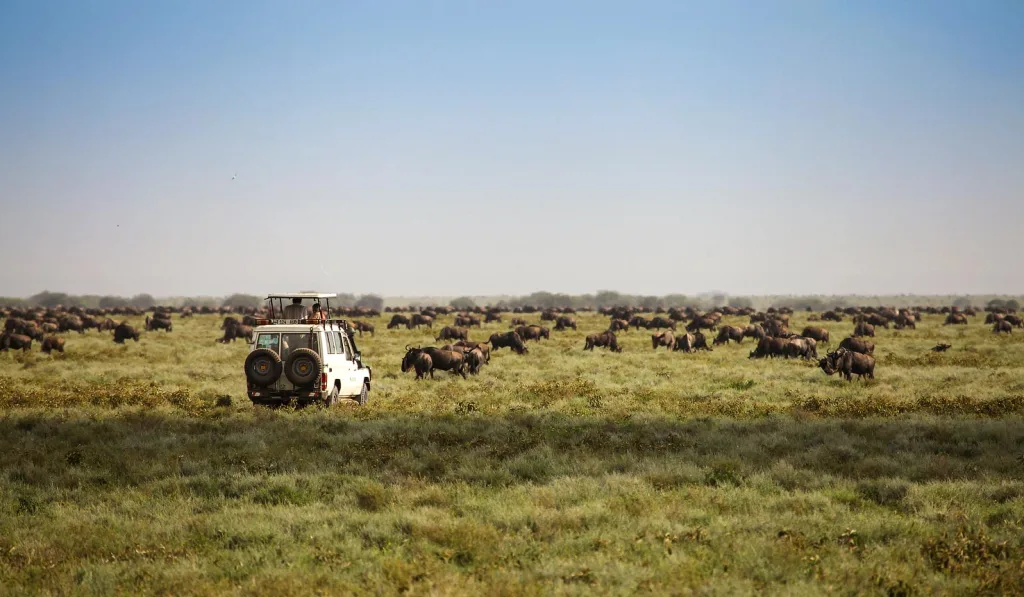 Top Park Mini Safari