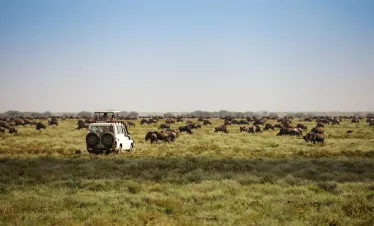 Top Park Mini Safari