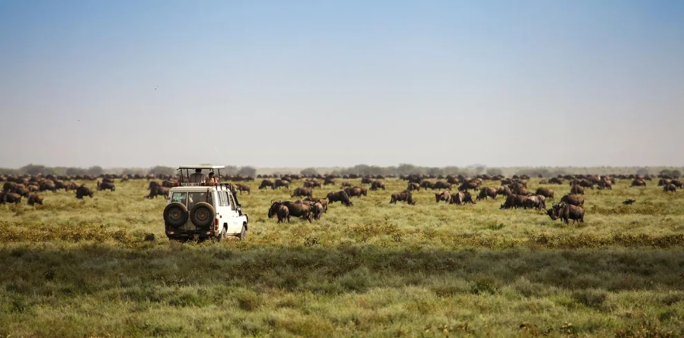 Top Park Mini Safari