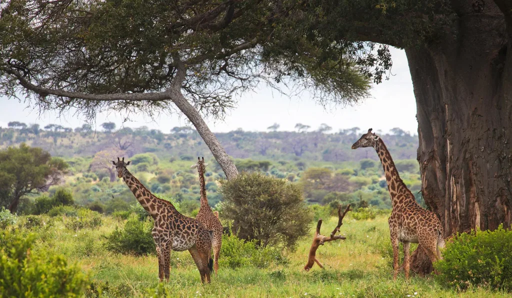 Monkey Bread Safari Tarangire Package