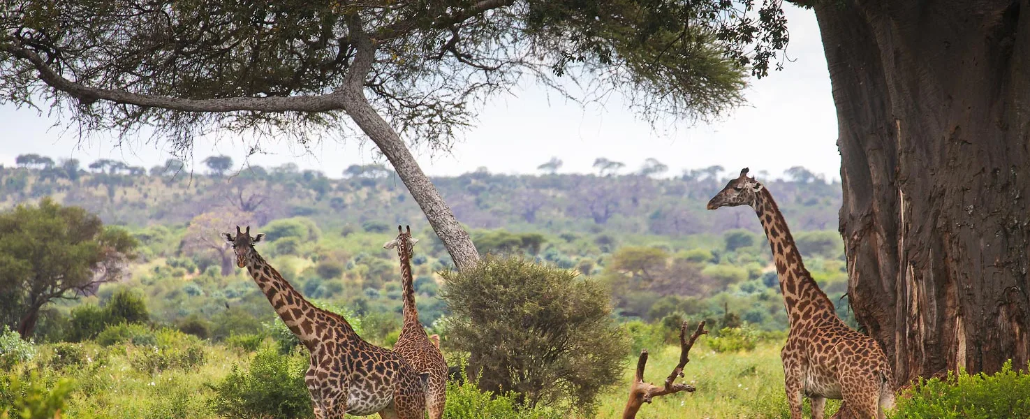 Monkey Bread Safari Tarangire Package