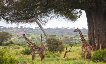 Monkey Bread Safari Tarangire Package