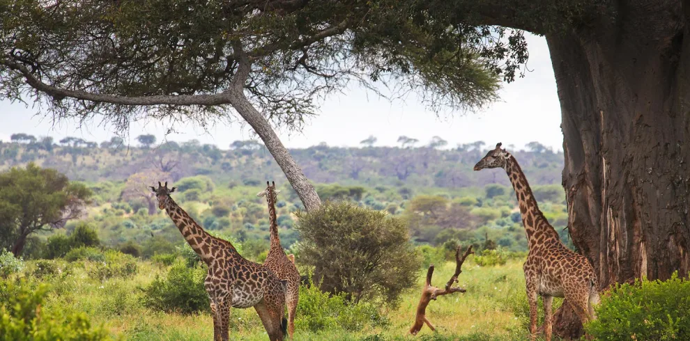 Monkey Bread Safari Tarangire Package