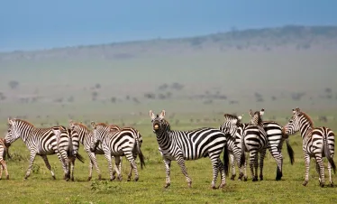 Tanzania Wild World